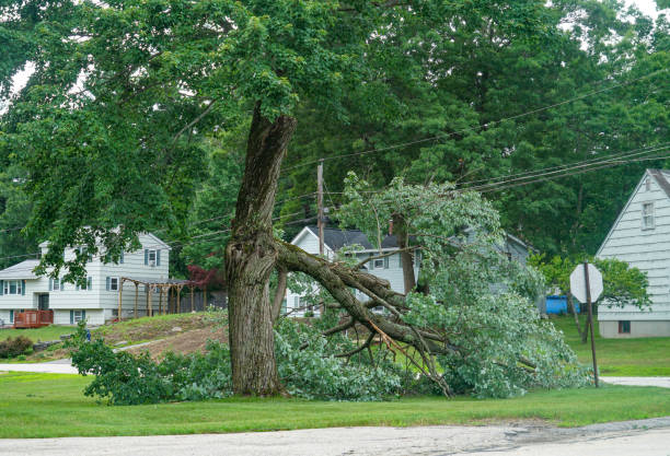 Tree Care Services