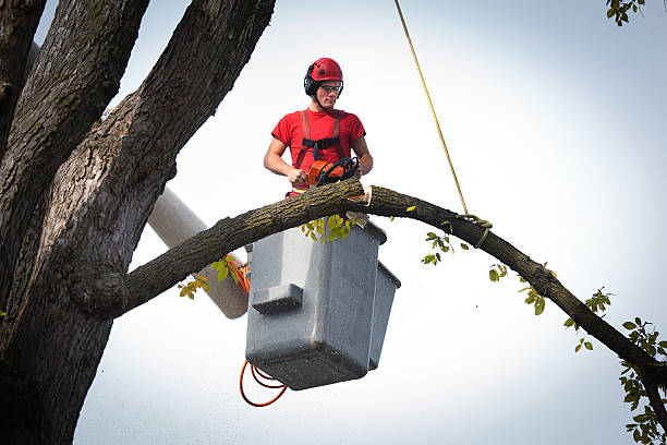 How Our Tree Care Process Works  in  Anna, OH